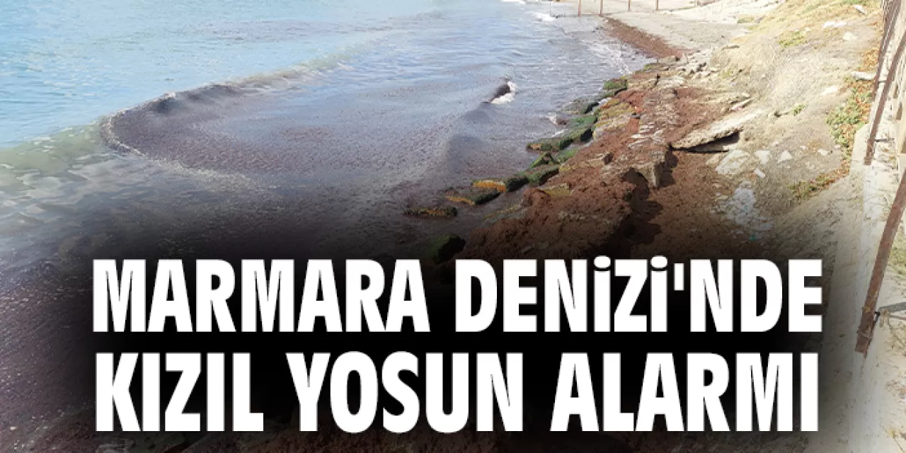 Marmara Denizi'nde kızıl yosun tehlikesi uyarısı yapıldı