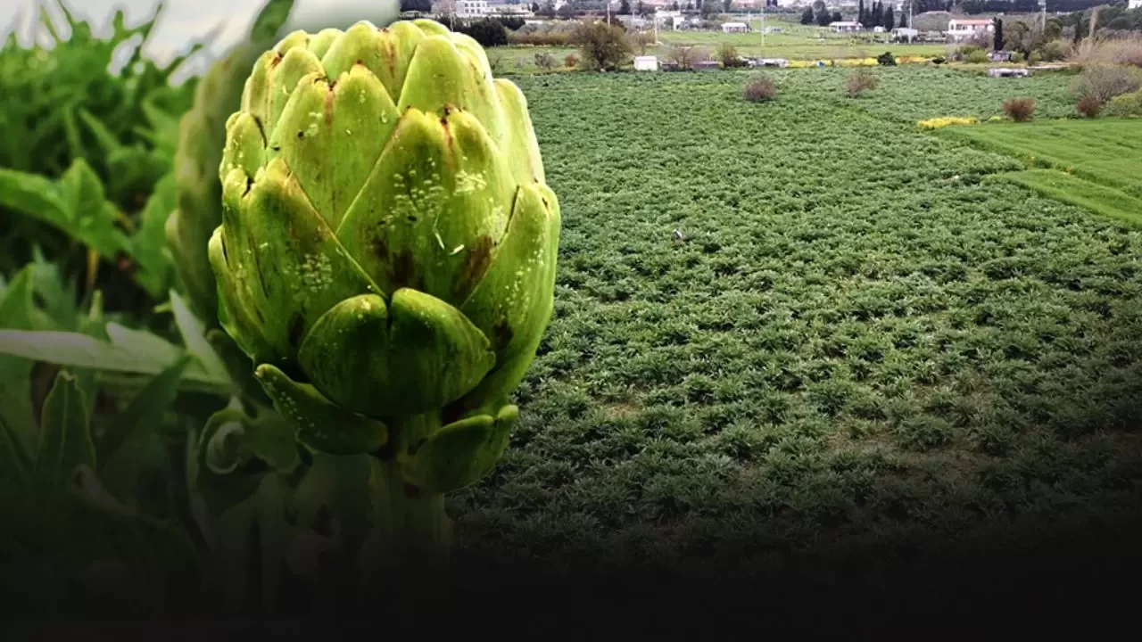 Urla Sakız Enginarında Hasat Gecikmeli Başladı