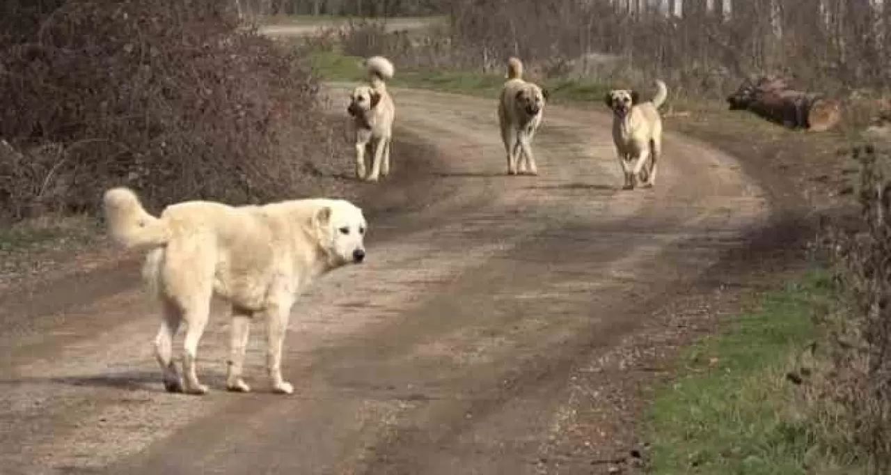 Ankara Gölbaşı’nda 5 Yaşındaki Kız Başıboş Köpeklerin Saldırısına Uğradı