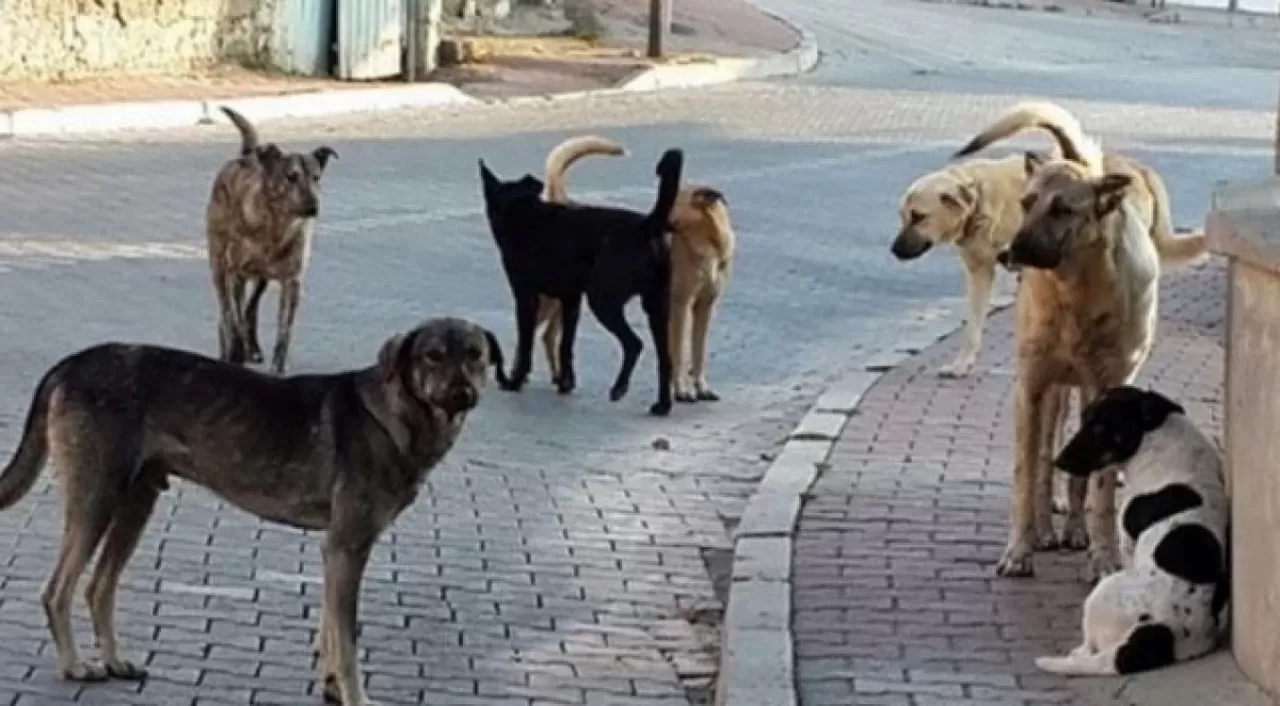 Sokak Köpeklerinin Saldırısında Yeni Detaylar Ortaya Çıktı