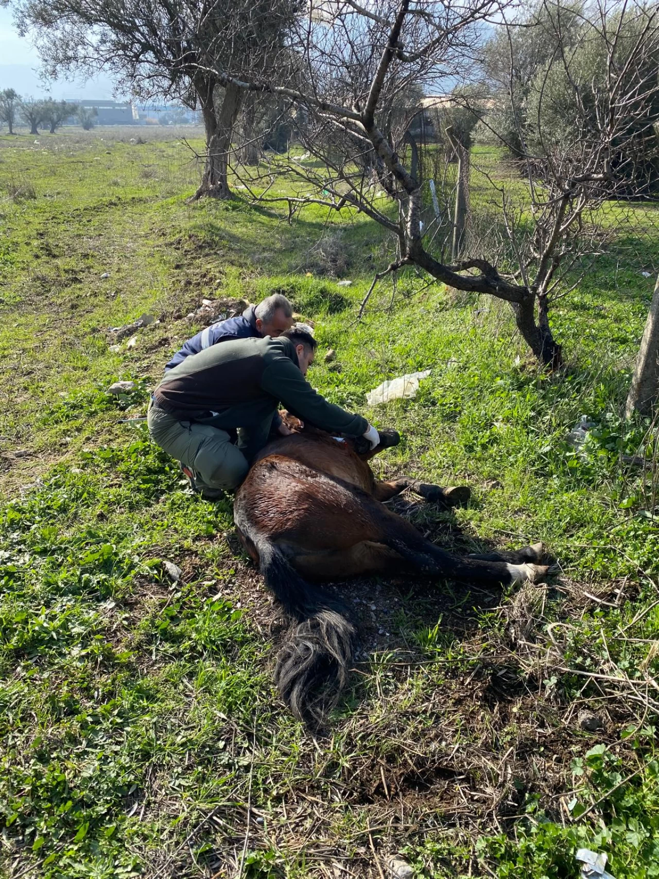 Kemalpaşa’da Yaralı Yılkı Atı Kurtarıldı: Doğal Yaşama Salındı!