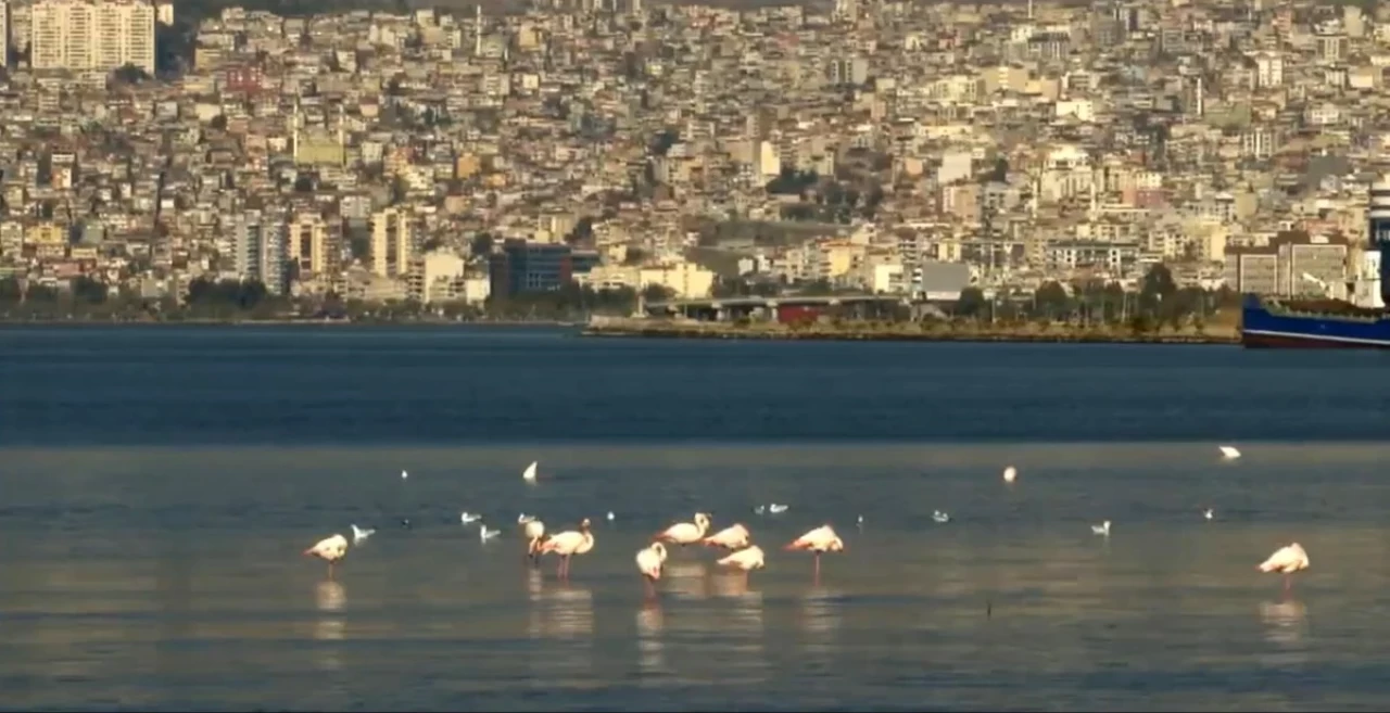 İzmir Körfezi’ndeki Temizlik Çalışmaları, Doğayı Yeniden Canlandırıyor