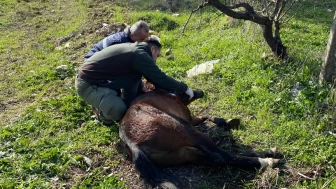 Kemalpaşa’da Yaralı Yılkı Atı Kurtarıldı: Doğal Yaşama Salındı!