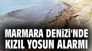 Marmara Denizi'nde kızıl yosun tehlikesi uyarısı yapıldı