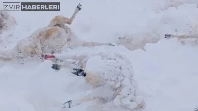 Sivas Kangal'da Kar Yağışı Felaketi: 100'den Fazla Hayvan Telef Oldu