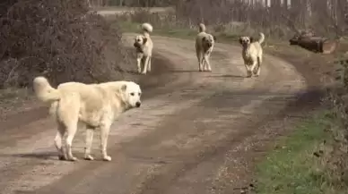 Ankara Gölbaşı’nda 5 Yaşındaki Kız Başıboş Köpeklerin Saldırısına Uğradı