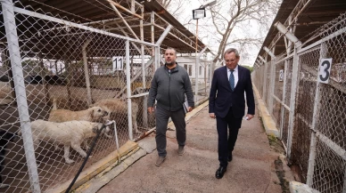 Ayvalık Belediyesi 2024'te 8440 Can Dosta Dokundu!