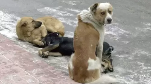 Sokak Köpeklerinin Saldırısına Uğrayan Kişi Hayatını Kaybetti