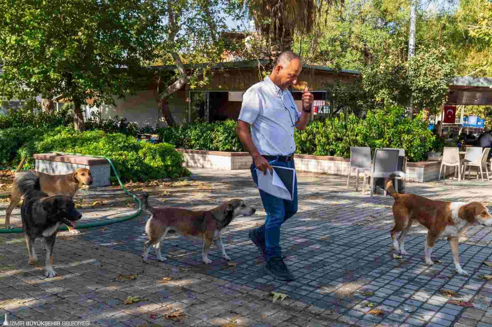 İzmir’de sahipsiz köpeklerin sayımı başladı