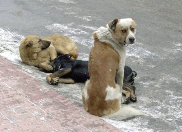 Sokak Köpeklerinin Saldırısına Uğrayan Kişi Hayatını Kaybetti