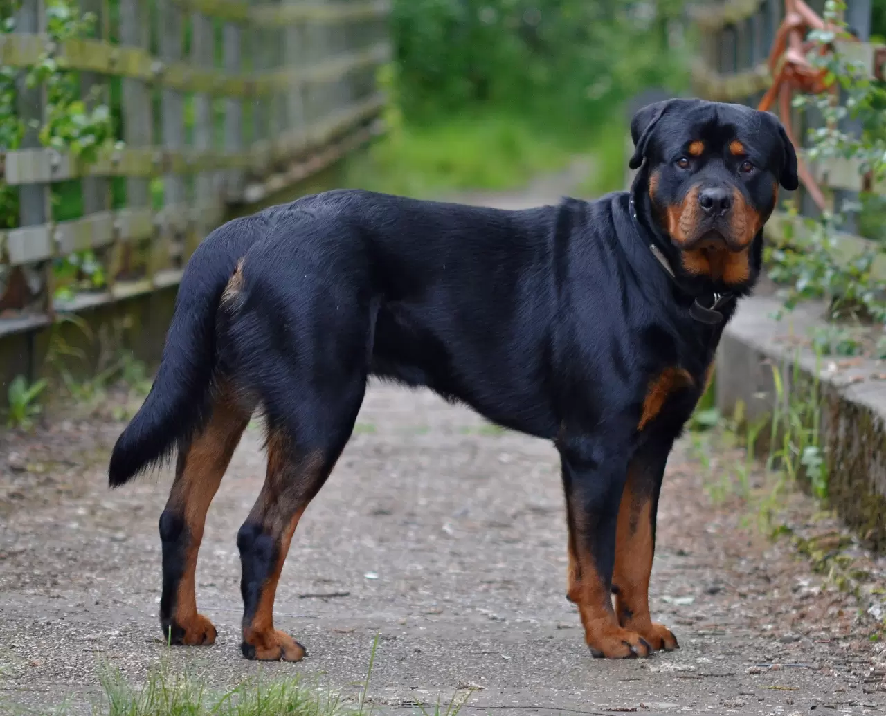 Rüyada Köpek Kovalaması Sonrası Alınacak Önlemler ve İpuçları